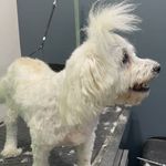 کلینیک دامپزشکی و پت شاپ اگزو