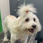 کلینیک دامپزشکی و پت شاپ اگزو