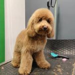 کلینیک دامپزشکی و پت شاپ اگزو