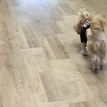 کلینیک دامپزشکی و پت شاپ اگزو