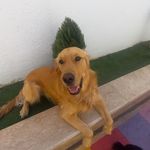 لاکچری پت هتل