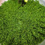 سبزیجات آماده بانوی ایرانی