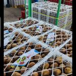 ارش فتحی میانکوه کیوی صادراتی