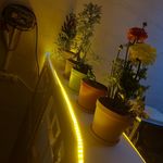 بستنی با شیر محلی و آبمیوه طبیعی