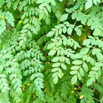 محصولات مورینگا و گیاهان دارویی معجزه