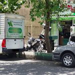 سبزی گل پونه