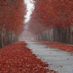 روستای فرخ آباد و زیبادشت