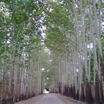 روستای فرخ آباد و زیبادشت