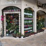 موسسه گل کنتیا