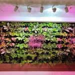 گروه greenlifeplants