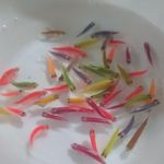 آکواریوم رخ دریا