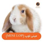 پت شاپ پرشین