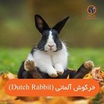 پت شاپ پرشین