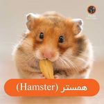 پت شاپ پرشین