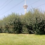 پارک گفتگو تهران