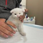 کلینیک دامپزشکی و پت شاپ کایا