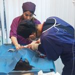 دامپزشکی عقیم سازی کلینیک پت شاپ پالس