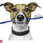 کلینیک دامپزشکی ظفر