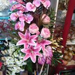 آقای چمن