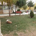 بوستان ولایت