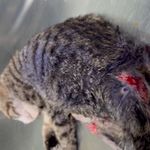 کیلینیک دامپزشکی و پت شاپ داروین