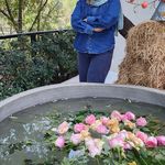 دکتر فاطمه ديانتی (متخصص زنان و زايمان)