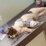 کلینیک دامپزشکی دیلی پت