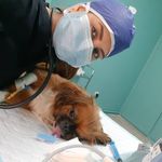 کلینیک دامپزشکی تخصصی نیک پلاس