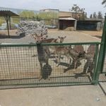 باغ وحش وکیل آباد
