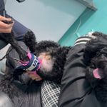 کلینیک دامپزشکی تخصصی نیک پلاس