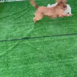 پت شاپ و پانسيون حيوانات خانگى