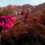 منطقه حفاظت گردیده گلستان کوه