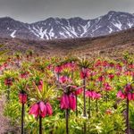 منطقه حفاظت گردیده گلستان کوه