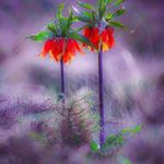 منطقه حفاظت گردیده گلستان کوه