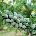 فروش نهال پیوندی و غیر پیوندی فلاح