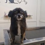 کلینیک دامپزشکی پاندورا