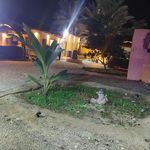 اقامتگاه چیکو‌