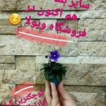 فروشگاه بنفشه آفریقایی ویولا