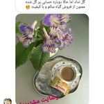 فروشگاه بنفشه آفریقایی ویولا