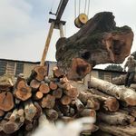 چوب بری و چوب فروشی فرخی