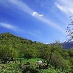 تنگ لارت