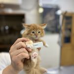 درمانگاه دامپزشکی های پت