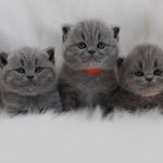 پت شاپ قلعه حیوانات