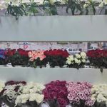 گل فروشی ارینتال