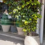 آش و حلیم سرآشپز