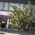 دکتر عباس سید شاکری
