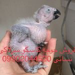 پرنده سرای نسائی