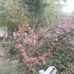 بوستان آل خجند