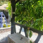 دیزی سرای عمو نعمت