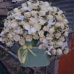گل کیانا